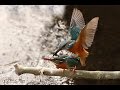 IJsvogel paring (Mating Common kingfisher)