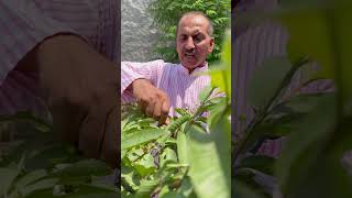 इस तकनीक से होगी अमरूद की बम्पर पैदावार Guava Farming #guavafarming