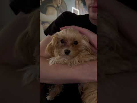 Корейский мальтипу❤️