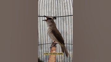PANCINGAN trucukan GACOR