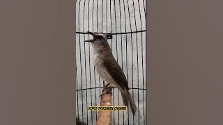 PANCINGAN trucukan GACOR