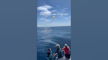 That tail is the size of a double decker bus! #viral #whale