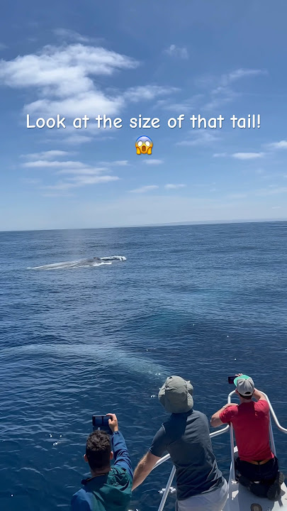 That tail is the size of a double decker bus! #viral #whale