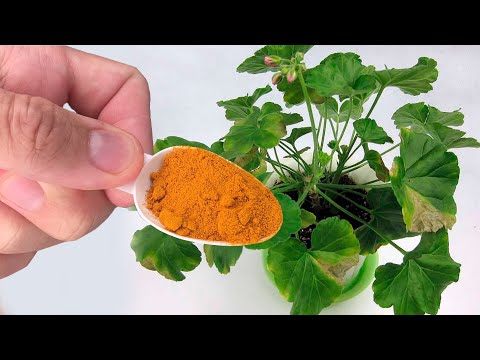 Video: Myku pluhur aster - Si të trajtohet myku pluhur në bimët aster