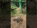 Trapped for 25 Years | the fight to free Baloo the bear in Romania