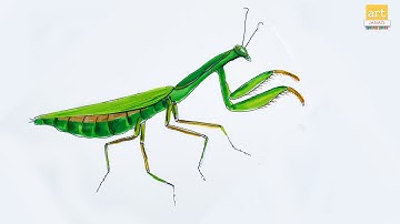 How to draw A Mantis Drawing II Praying Mantis Drawing II #artjanag