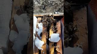 İcerde Durmayan Ari Ic Anadolu 3 Subat 2025