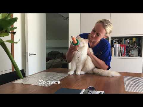 Train your cat to use the AeroKat inhaler