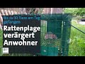 Rattenplage in Wohnsiedlung – Kampf mit rechtlichen Hürden | Abendschau | BR24