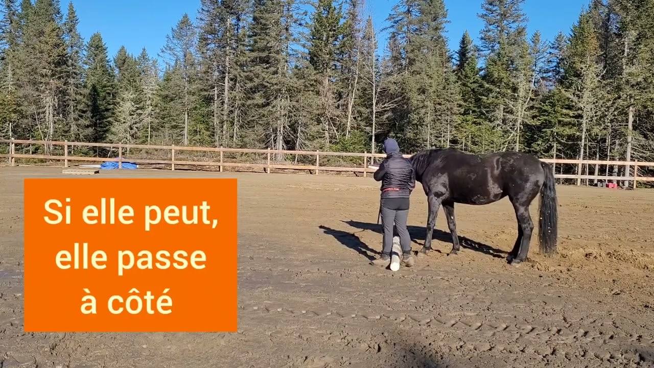 Désensibilisation aux barres − partie 1