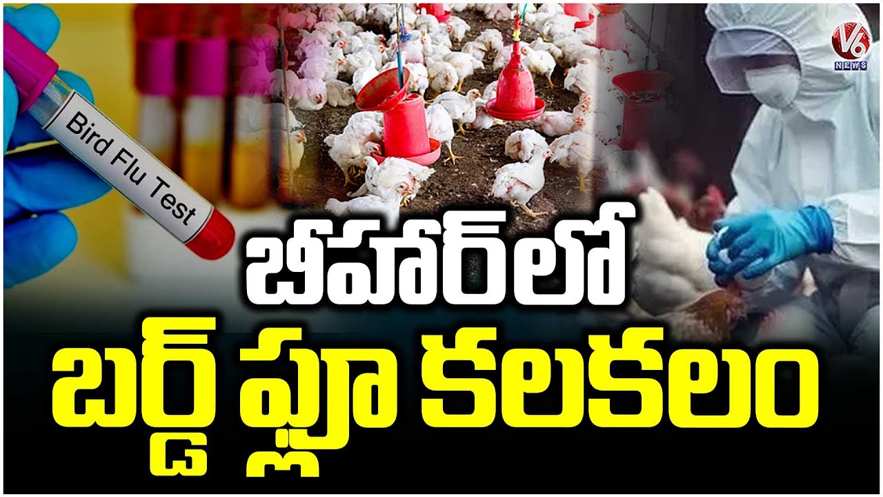 Bird Flu Outbreak In Bihar, Huge Number Of Crows Demise | V6 News - YouTube