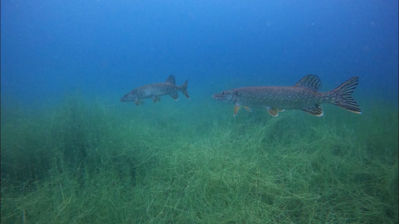 Fun Dive - Echinger Weiher München