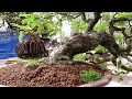 Tamarind Bonsai Beautiful