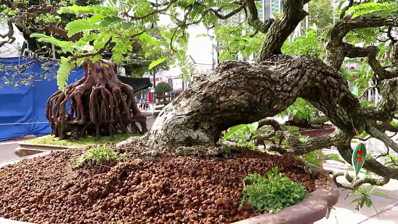 Tamarind Bonsai Beautiful
