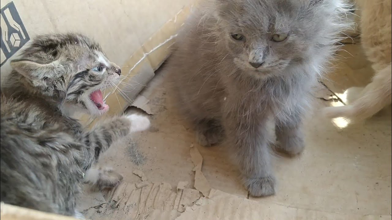 Rescue Stray Kitten Was Introduced To Cat Family Because He was Crying ...