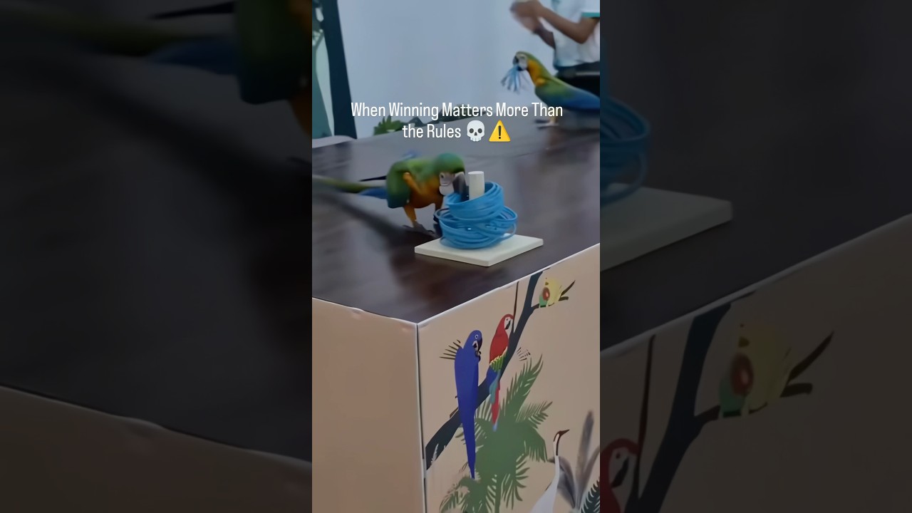 Oh My God😳Clever Parrot Vs Poor Parrot😱Wait For End🤣 #viral #animals #funny #cute #parrot