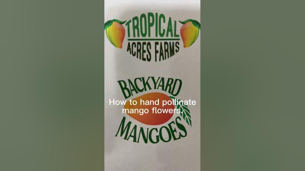 Alex from Tropical Acres demonstrates how to hand pollinate a mango