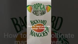 Alex from Tropical Acres demonstrates how to hand pollinate a mango.
