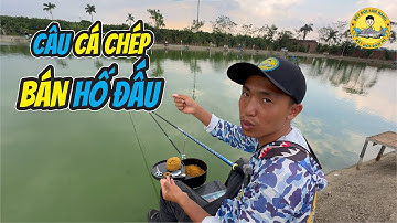 Câu Bán Hố Đấu Cá Chép Cũ, Chép Nhát Hiệu Quả?