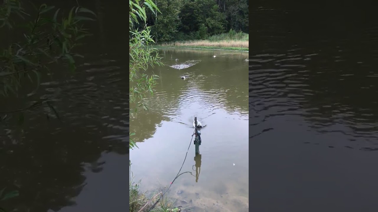 Duck Thang Motion Decoy System with Higdon Teal Decoys YouTube