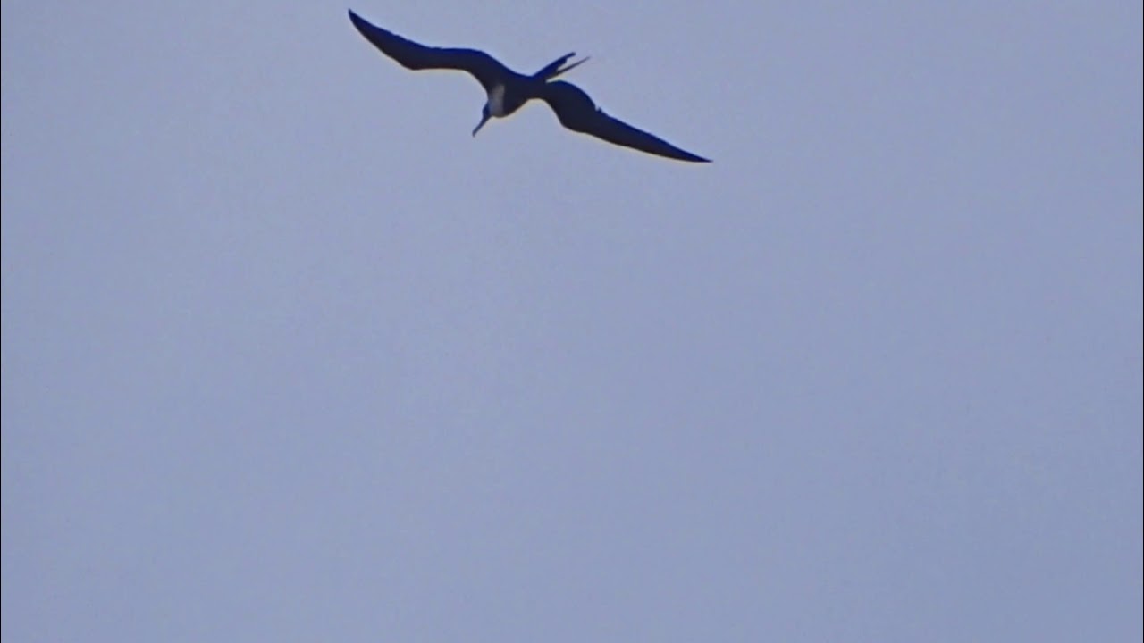 Lesser Frigatebird