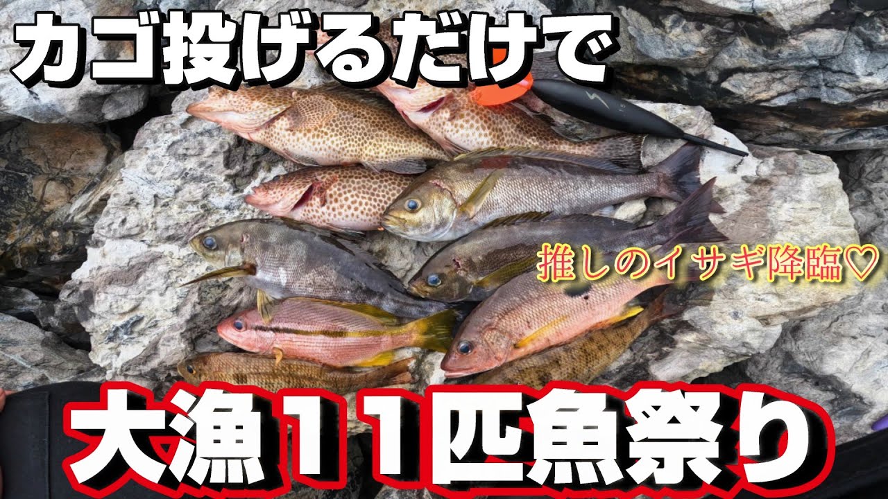 【大漁】カゴ釣りがやばい！大漁11匹＆みんな大好きイサキ登場♡【高知県西南部】