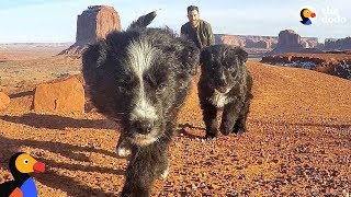Puppies Found in Desert Revisit Spot They Were Found With New Dad | The Dodo