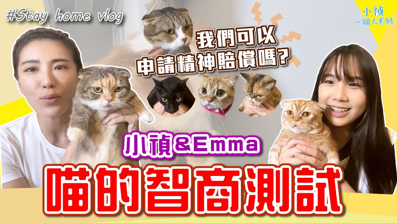 小禎的堪慮！Emma跟貓比智商？好像連數數字都有問題？【小禎一個人系列#110】#好家在我在家