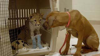 Cheetah Cub Recovers from Surgery with Puppy Best Friend