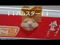 【爆笑】ハムスターが飼いたくなる!不器用すぎる脱出wおもしろ可愛いハムスター Clumsy escape cute funny hamster