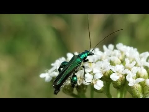 männchen präsentation Der Grüne Scheinbockkäfer ( Männchen )