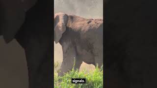 5 Elephant Facts That Will Blow Your Mind!