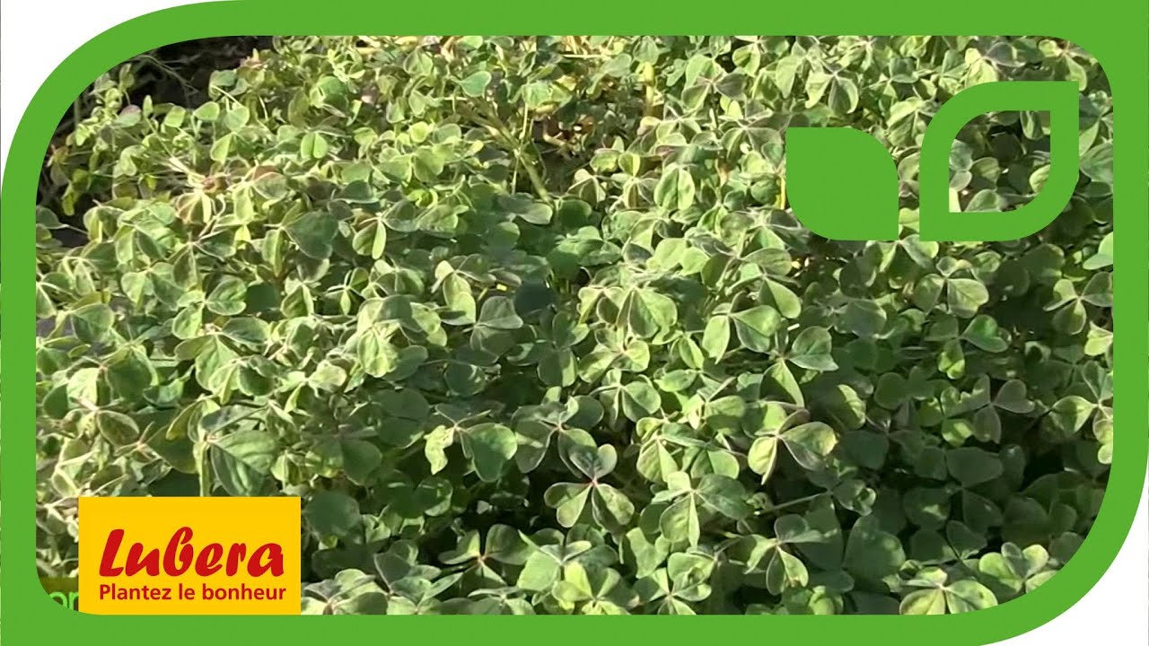 Oca du pérou  comment le cultiver en France ?