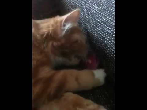 Video: Hoe Een Kat Te Spenen Van Het Beklimmen Van Bloempotten