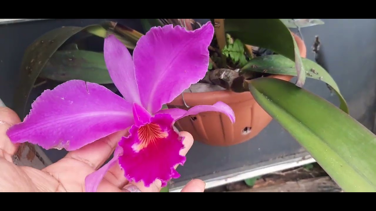 ATUALIZANDO AS PLANTAS 