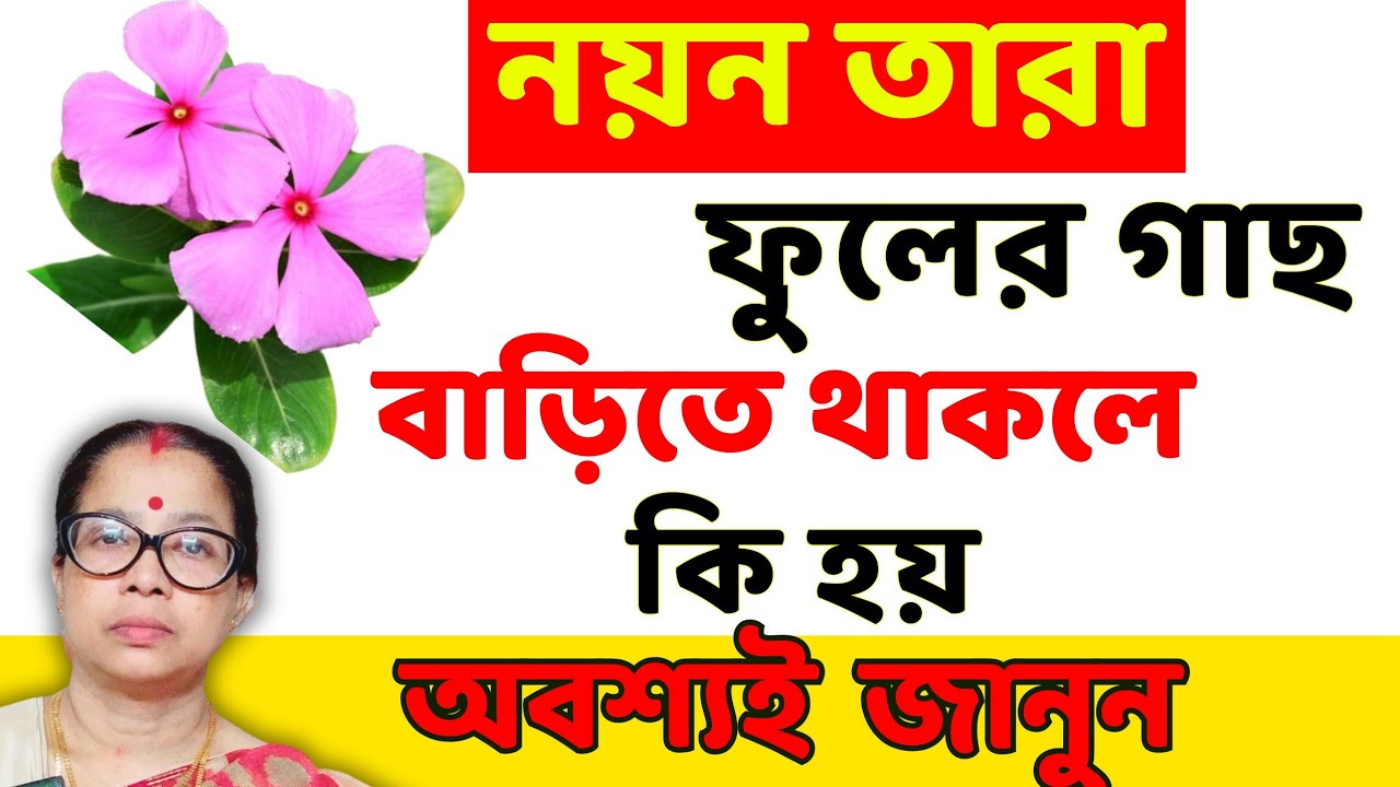 নয়ন তারা ফুলের গাছ বাড়িতে থাকলে কি হয়। অবশ্যই জেনে নিন।