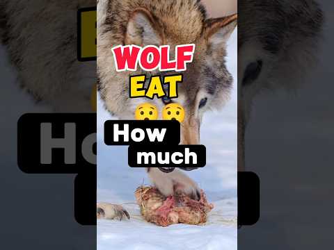 Wolf Eats A Meat How Much Pounds Shorts Wolf Shortfeeds 