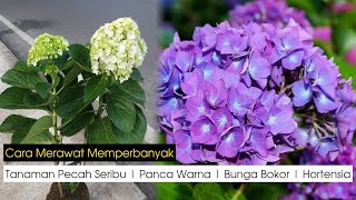 Cara Memperbanyak Tanaman Hias Pecah Seribu Panca Warna Bunga Bokor Hortensia Hydrangea macrophylla