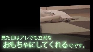 【ferret movie】とりあえずおもちゃにしてくれるフェレット