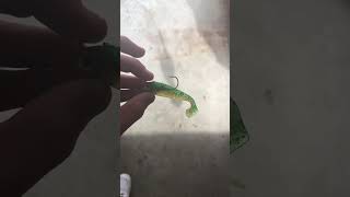 Swimbait For Spotties