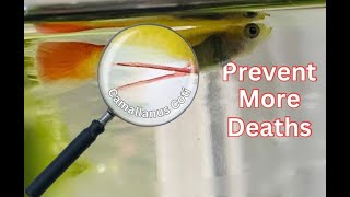 Medicine To Instantly Kill Worms In Your Fish