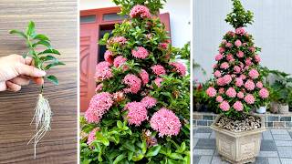 How to Grow Pink Ixora From Cuttings – From Tiny Cutting to Full Bloom