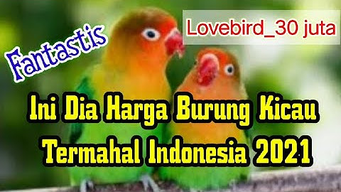Burung kicau termahal di indonesia 2021 !!! Inilah 7 jenis burung kicau termahal di Indonesia