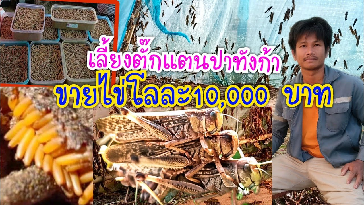 กิโลละ 10,000  เลี้ยงตั๊กแตนปาทังก้าขายไข่ อาชีพมาแรง มีเท่าไรไม่พอขาย โทร0910565672