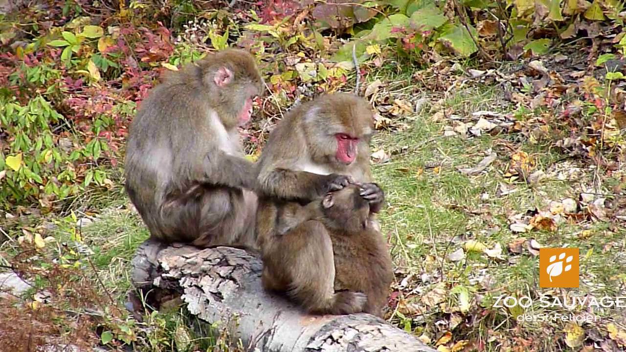 Lien Entre Mere Et Bebe Macaque Japonais Mother Baby Bond Japanese Macaque Zoo Sauvage De St Felicie Youtube