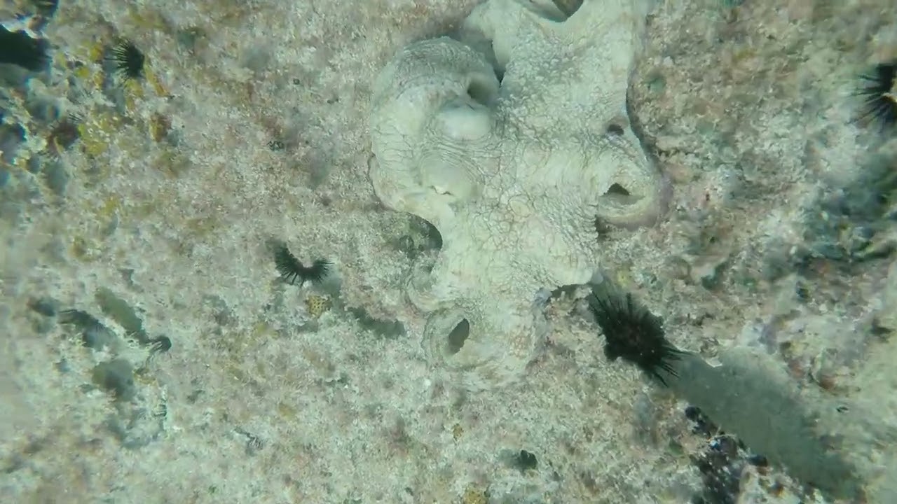 SXM Octopus in Cupecoy (close-up with color change)