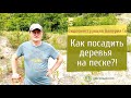 Как посадить деревья на песке?!