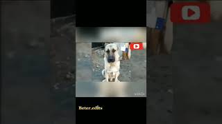 Saygısızlık Olmasın Resimi