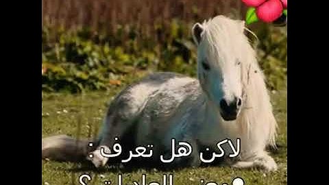 سورة  العاديات ‏بصوت جميل جدا قرآن كريم