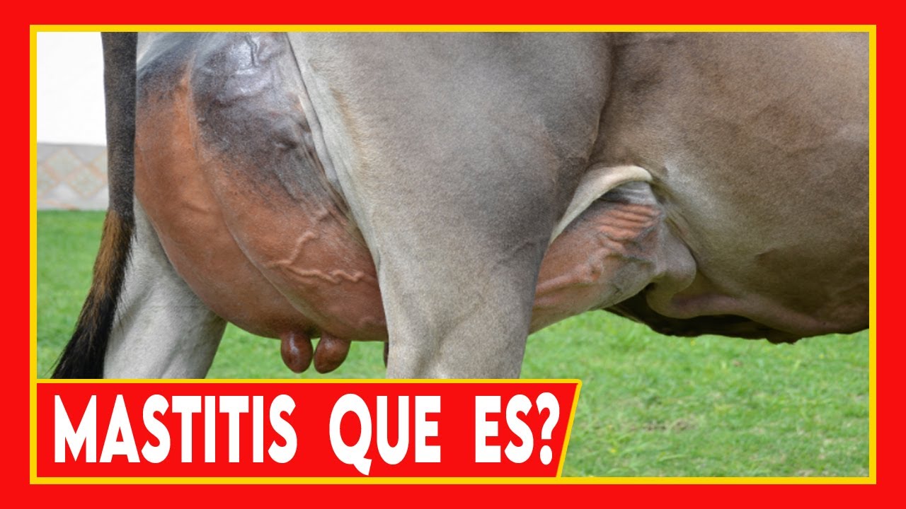 Que sonido hacen las vacas